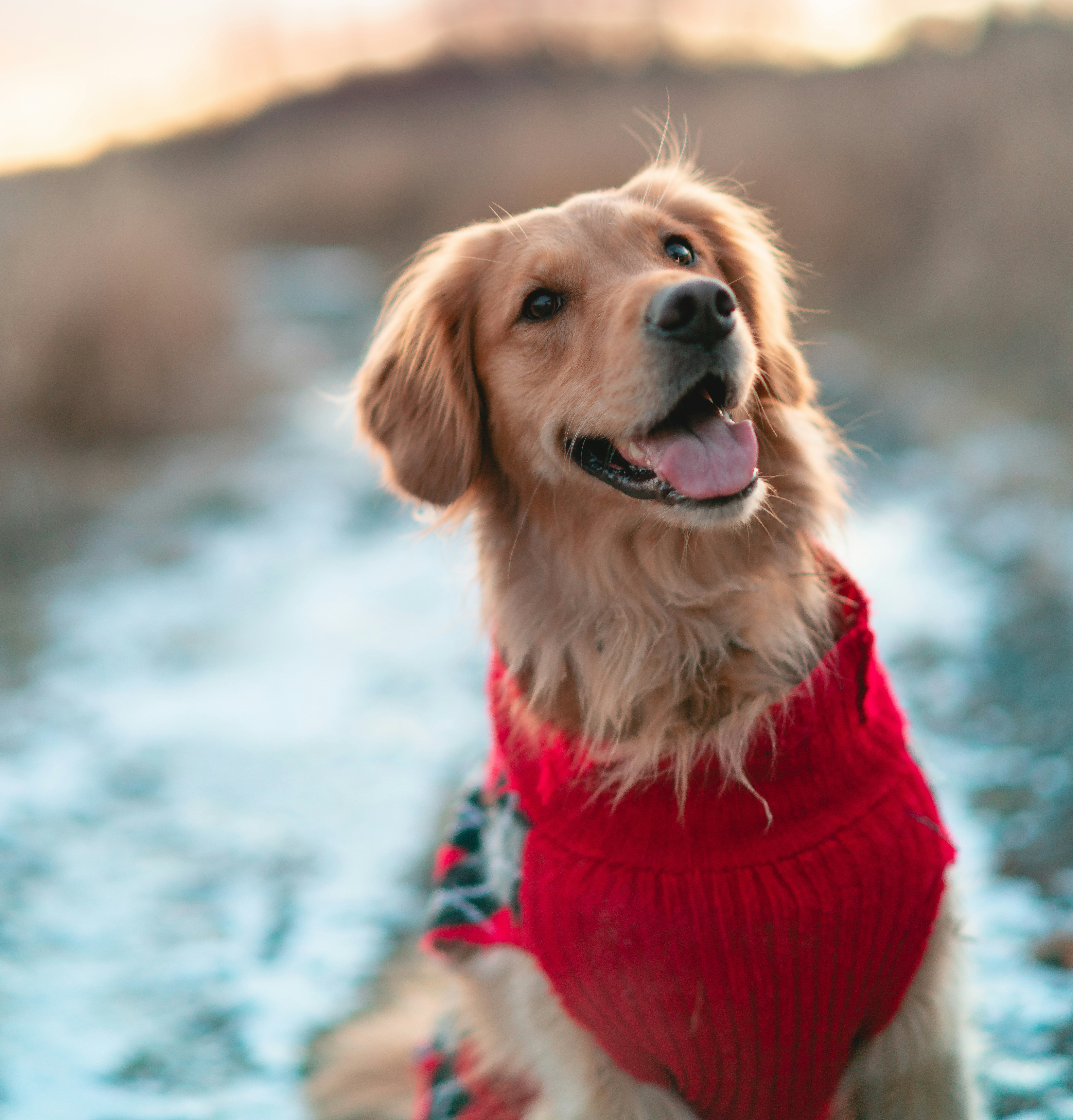 ゴールデンレトリバーの写真